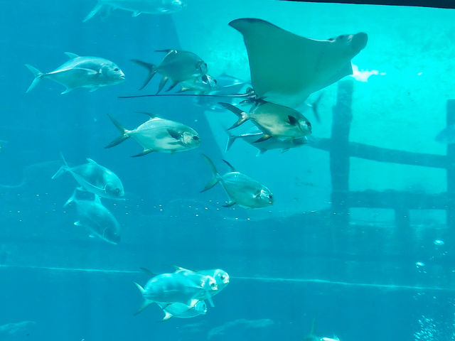 Cebu Ocean Park: An Underwater Wonderland
