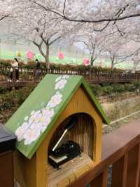 A Stroll Through the Sakura Wonderland of Yeojwacheon River