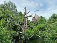 Exploring the Natural Beauty of Sungei Buloh Wetland Reserve