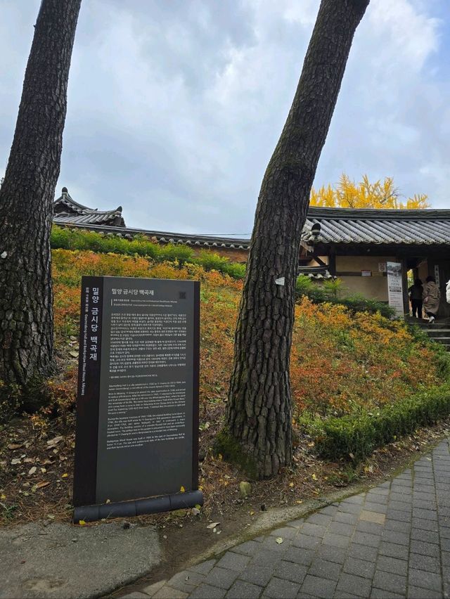 은행나무카펫 가득 깔린 밀양 금시당💛