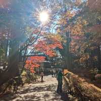 醉人的紅葉銀河，漫步千年古剎「中尊寺」