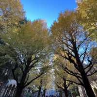 Only Locals know about this place for Autumn Leaves!