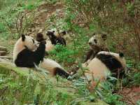 Day Visit to the Chengdu Panda Base