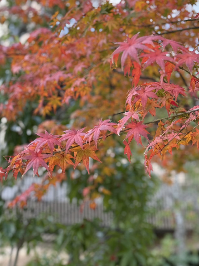 快閃大阪三天（週五凌晨紅眼機）