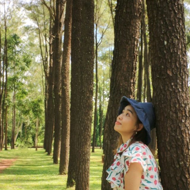 สวนสวย สวนสนแม่แตง~ เชียงใหม่