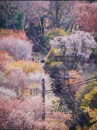 【吉野の桜】一生に一度は見てほしい奈良の絶景桜