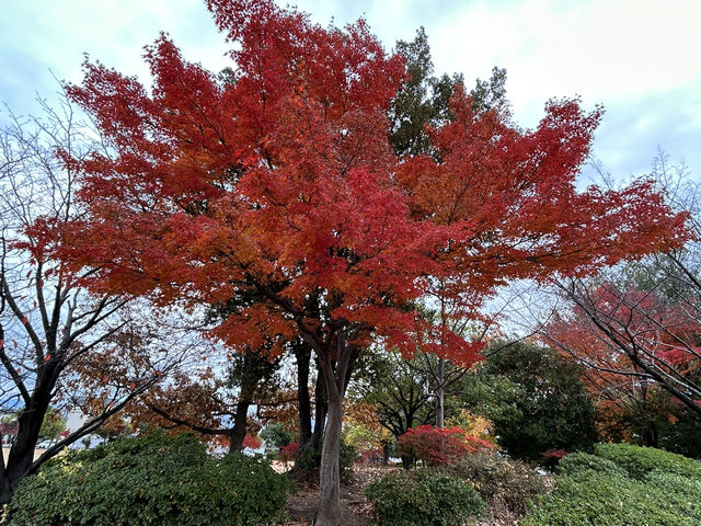 【長野市🇯🇵】汽車の遊具で遊べる！駐車場有り！昔から親しまれている公園🏞