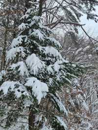 아름다운 설경이 있는 스키장❄☃️