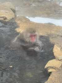 A Magical Encounter at Snow Monkey Park, Japan