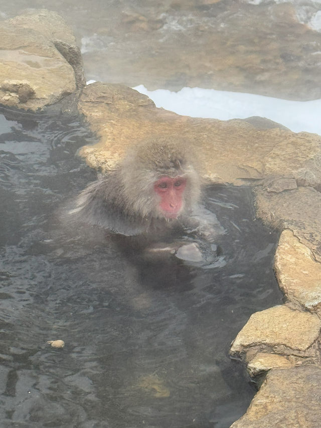 A Magical Encounter at Snow Monkey Park, Japan