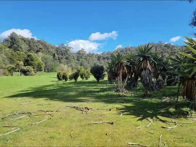Tasmanian Arboretum