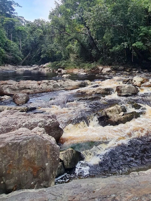 Exploring the Wild: My Adventure at Taman Negara National Park, Malaysia
