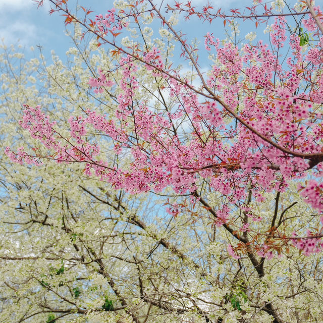 🌸อุโมงค์ซากุระ ขุนวาง 🌸