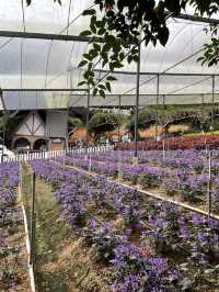One of the famous and scenic tea plantations in Malaysia 