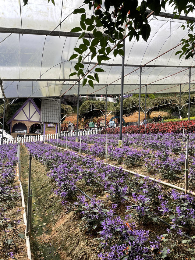 One of the famous and scenic tea plantations in Malaysia 