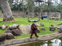 A Perfect Wildlife Escape: Fomasa Safari Park in Melaka Exceeds Expectations