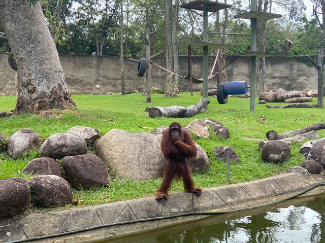 A Perfect Wildlife Escape: Fomasa Safari Park in Melaka Exceeds Expectations
