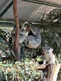 Must-visit places in Caversham Wildlife Park