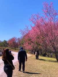 ภูลมโล (อุทยานภูหินร่องกล้า)