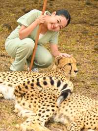 【モーリシャス】急接近！チーターをわしゃわしゃ🐆