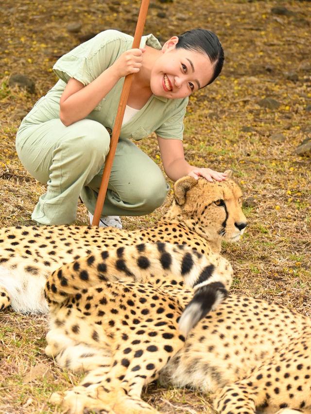 【モーリシャス】急接近！チーターをわしゃわしゃ🐆
