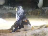 Swooping Over the Sea: Ocean Park's Best Moments