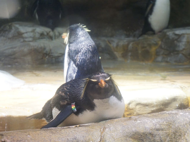 Swooping Over the Sea: Ocean Park's Best Moments