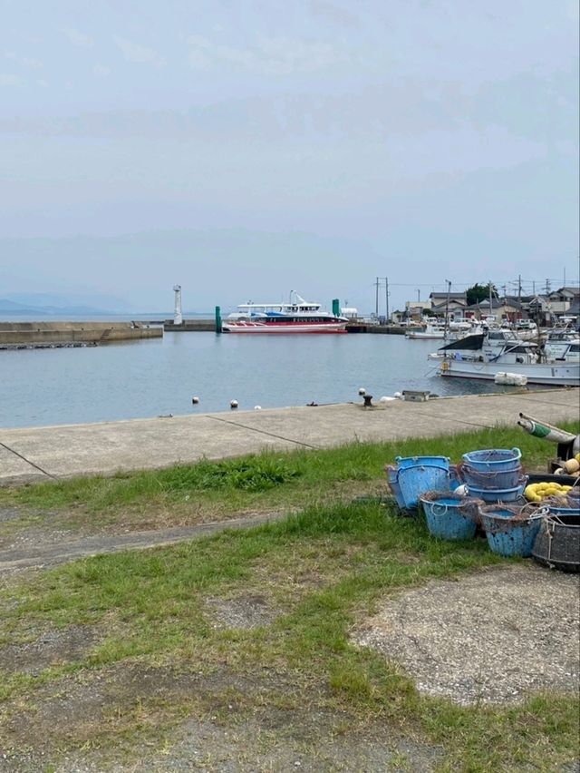 🐱 후쿠오카 아이노시마 섬에서 만난 고양이 천국! 🏝️