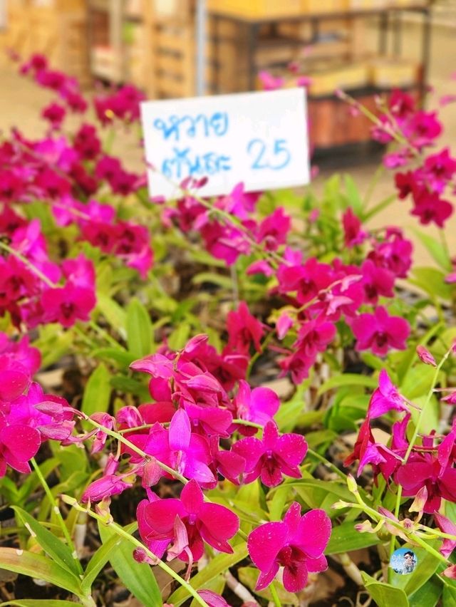 AIRORCHIDS SUPERMARKET