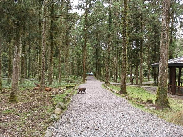 宜蘭員山景點-福山植物園