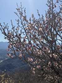 【埼玉県/秩父】見頃はこれから！天空のお花見