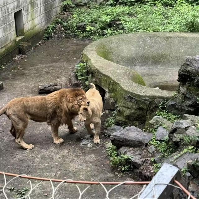 廣州動物園-市中心的動物世界