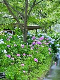 あじさいの時期に１度は行きたいスポット