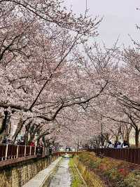 鎮海｜粉紅櫻花交織的軍港節 春日最浪漫的祭典