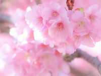 🌸 Matsuda Sakura Festival 🌸