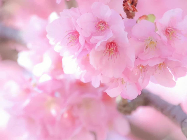 🌸 Matsuda Sakura Festival 🌸