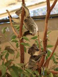 在Lone Pine Koala Sanctuary與可愛動物相遇 🐨💚