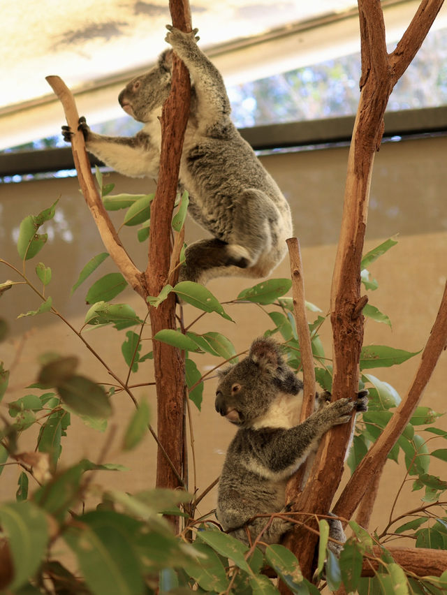 在Lone Pine Koala Sanctuary與可愛動物相遇 🐨💚
