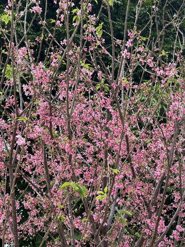天水圍公園的櫻花盛宴 🌸