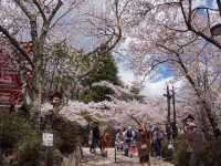  東京至淺間公園之旅：富士山與櫻花的完美配合