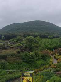 Maze Land