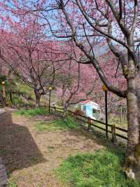 觀雲休閒農莊賞櫻美景