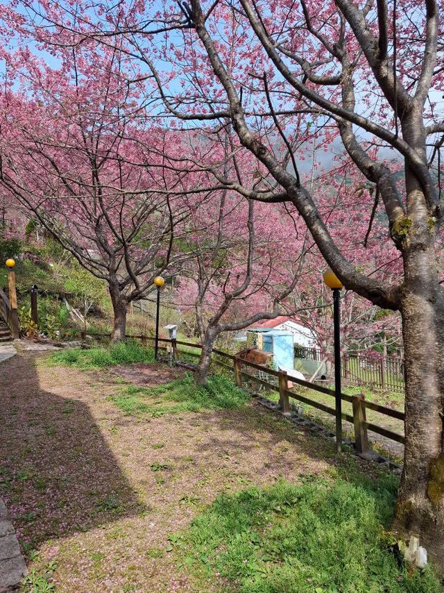觀雲休閒農莊賞櫻美景