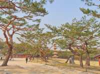 🌳봄꽃구경하며 나들이&데이트 하기 좋은 서울 창경궁🌸