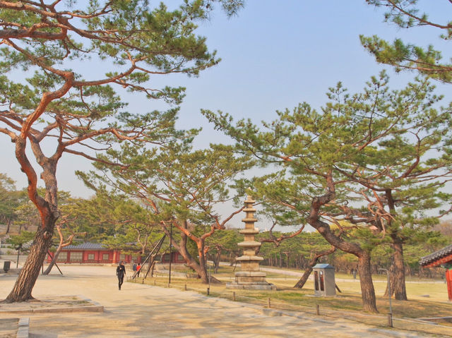 🌳봄꽃구경하며 나들이&데이트 하기 좋은 서울 창경궁🌸