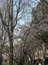 上海｜沒想到都開了花了 3.10實況🌸