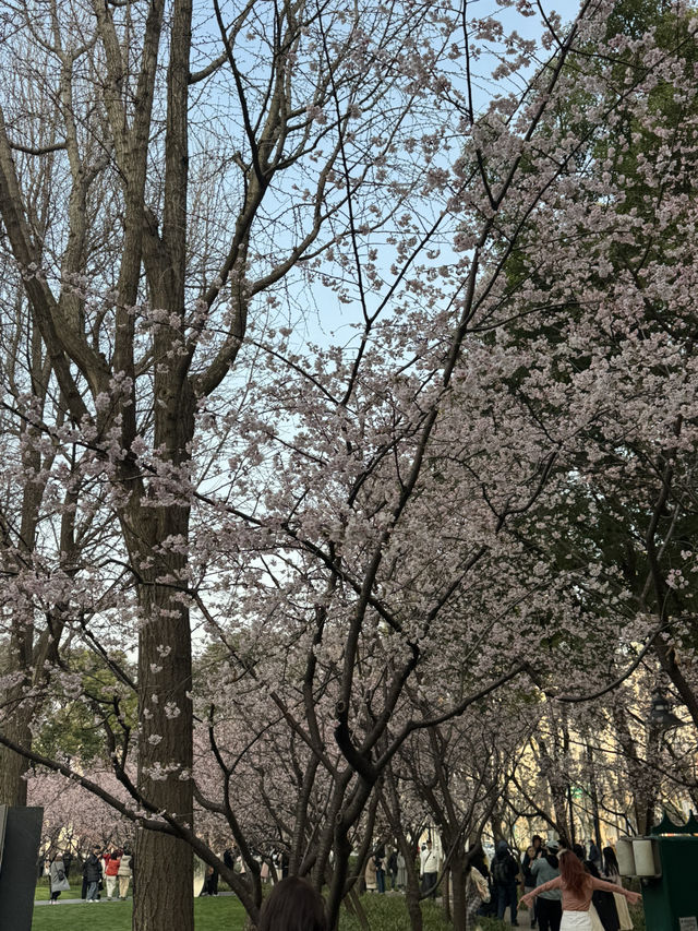 上海｜沒想到都開了花了 3.10實況🌸