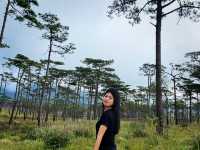 เดินเที่ยวลานสนสามใบภูสอยดาว