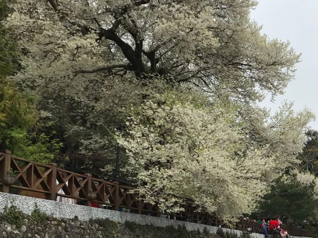 觀霧櫻王真霸氣，浪漫搖擺賞花像賞雪！