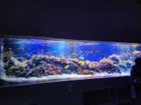 鳥羽水族館🪼蠻遠但值得一去